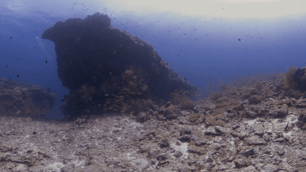 Reefscape Haven