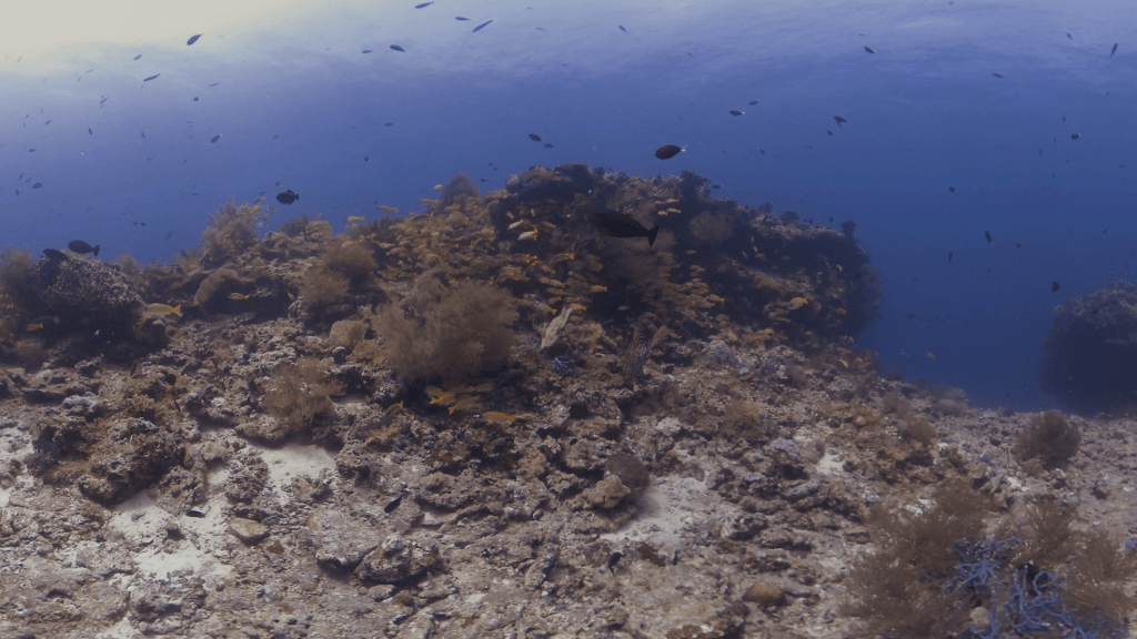 Reef Life Panorama