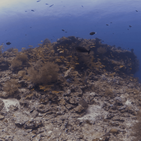 Reef Life Panorama