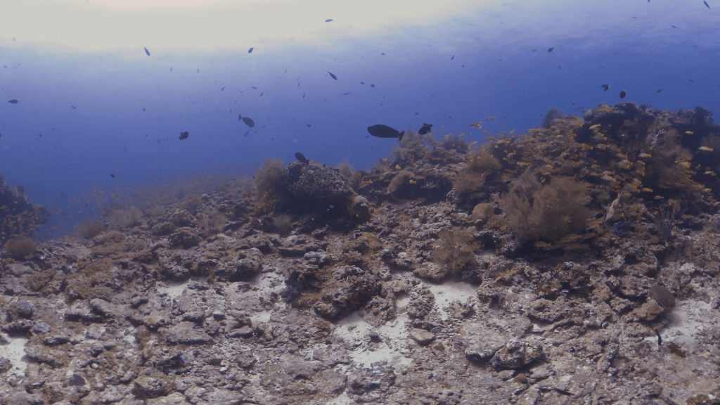Reefscape Rhapsody