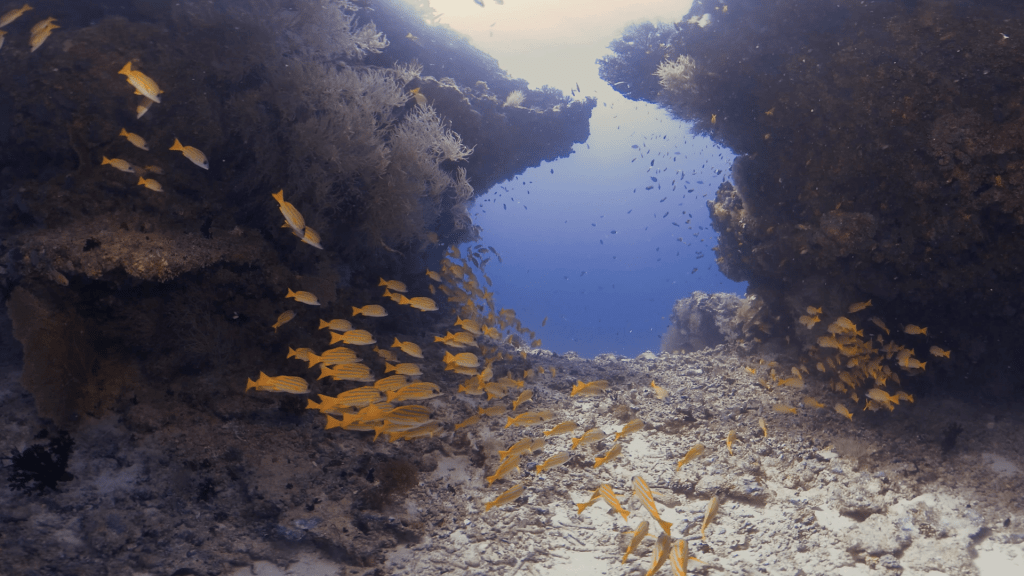 Yellow Snapper Reef Haven