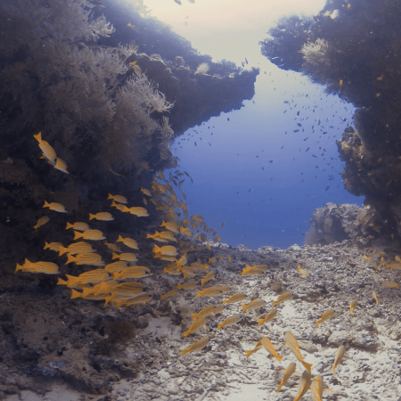 Yellow Snapper Reef Haven