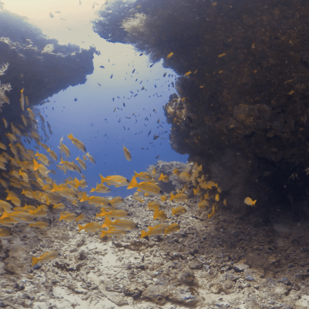 Golden School Beneath Coral Arches