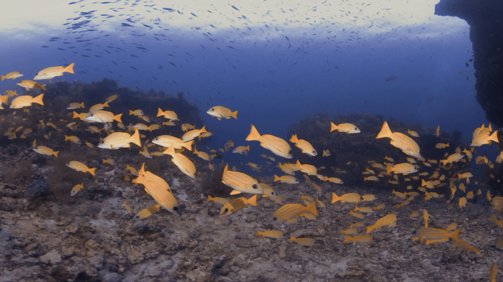 Snapper Swarm: Reef Panorama