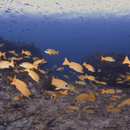 Snapper Swarm: Reef Panorama