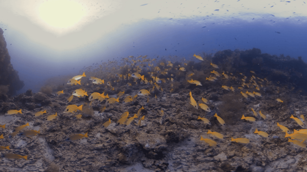 Snapper Swarm on Pristine Coral Reef