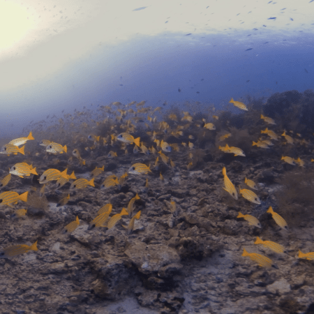 Snapper Swarm on Pristine Coral Reef