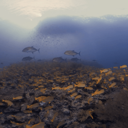 Golden Snapper Swarm Over Coral Reef