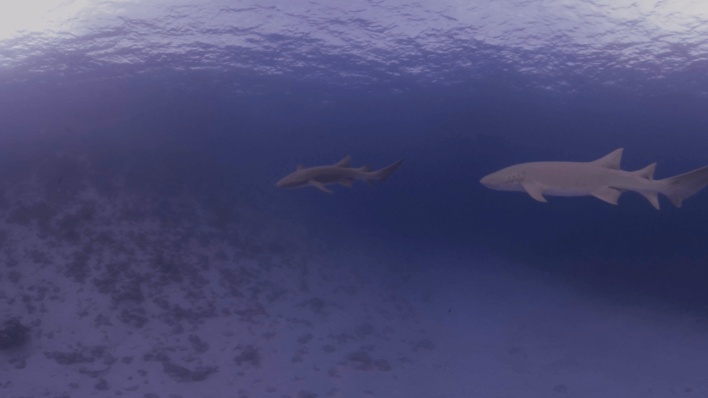 Nurse Shark Gathering: Subsurface Views