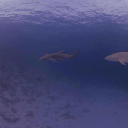 Nurse Shark Gathering: Subsurface Views