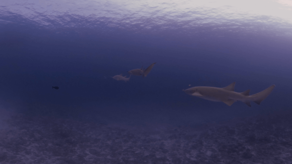 Nurse Shark Trio: Tranquil Glide