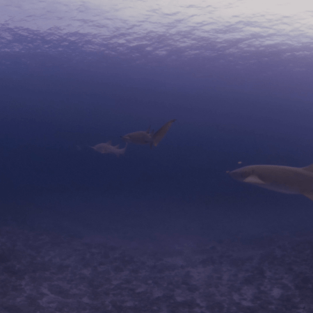 Nurse Shark Trio: Tranquil Glide