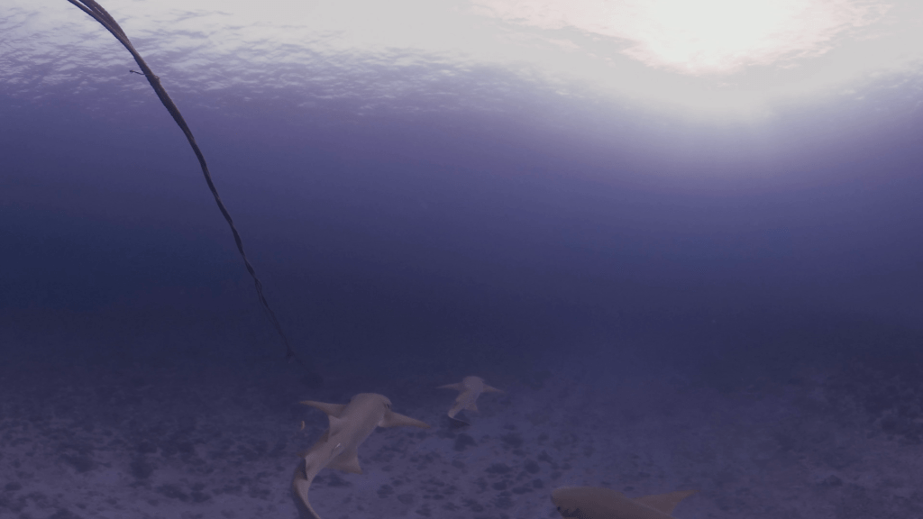 Lemon Shark Trio Gliding Over Pristine Sand