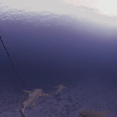 Lemon Shark Trio Gliding Over Pristine Sand
