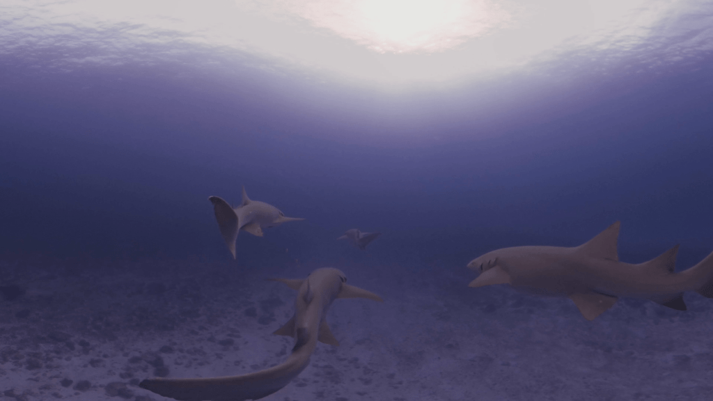 Nurse Sharks Navigate Sunlit Sand Flats