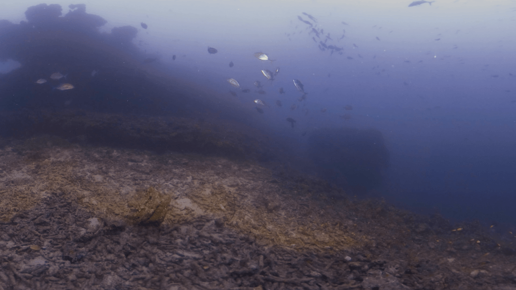 Jacks Circling a Submerged Rock