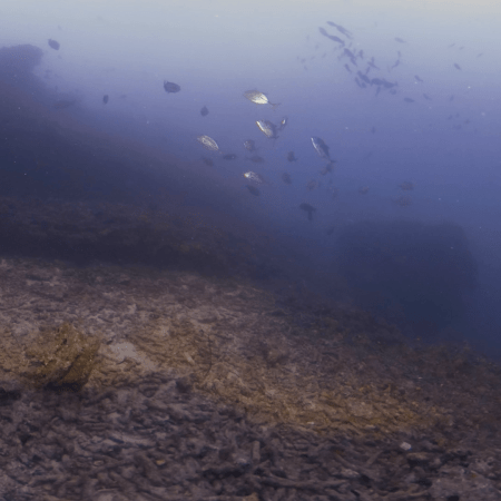 Jacks Circling a Submerged Rock