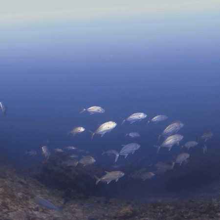 Jacks' Hideaway: Rocky Reef Denizens