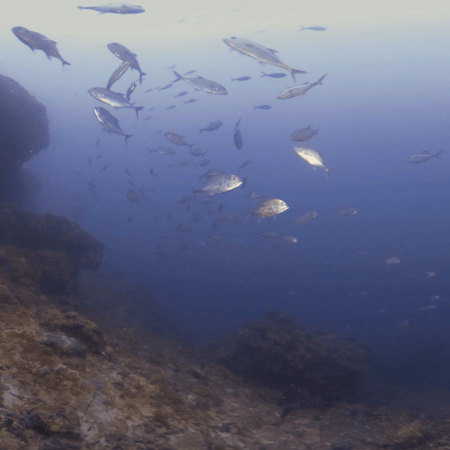 Jacks' Realm: Shifting Sands & Schools