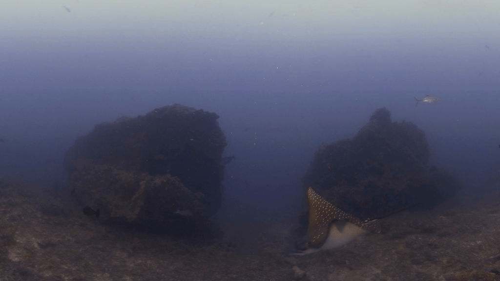 Eagle Ray & Jack Encounter