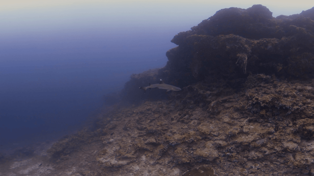 Reef Shark on Pinnacle