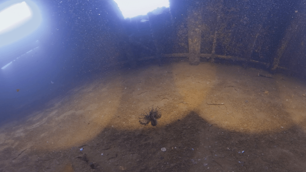 Wreck Interior: Lionfish Amidst Decay