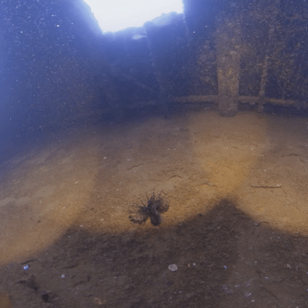 Wreck Interior: Lionfish Amidst Decay