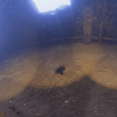 Wreck Interior: Lionfish in Ship's Hull