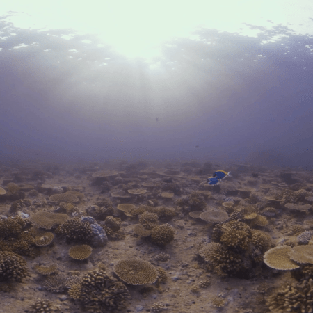 Sunlit Table Coral Paradise