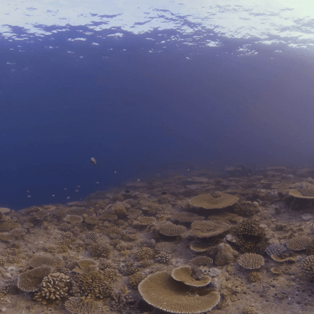 Sunlit Table Coral Paradise