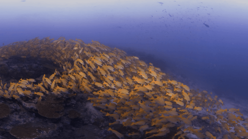 Snapper Swarm: Yellow Fish Whirl