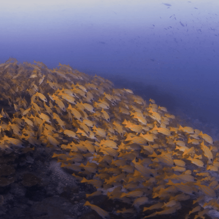 Snapper Swarm: Yellow Fish Whirl