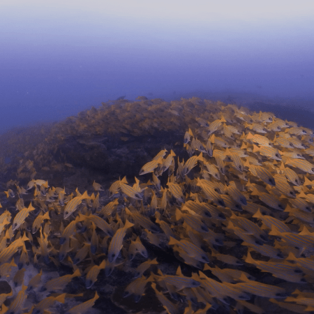 Yellow Snapper Swirl on Table Coral