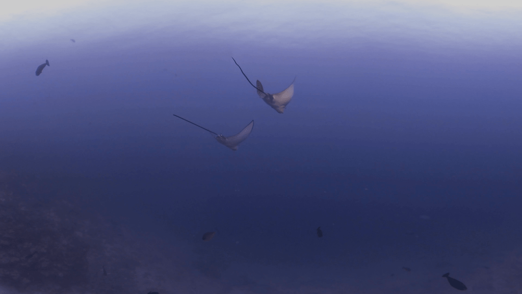 Baby Eagle Rays Glide
