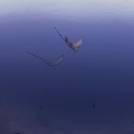 Baby Eagle Rays Glide