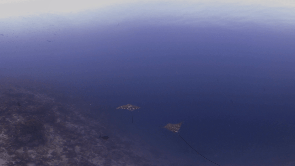 Spotted Eagle Rays: Juvenile Pair Grace Reef