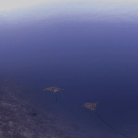 Spotted Eagle Rays: Juvenile Pair Grace Reef