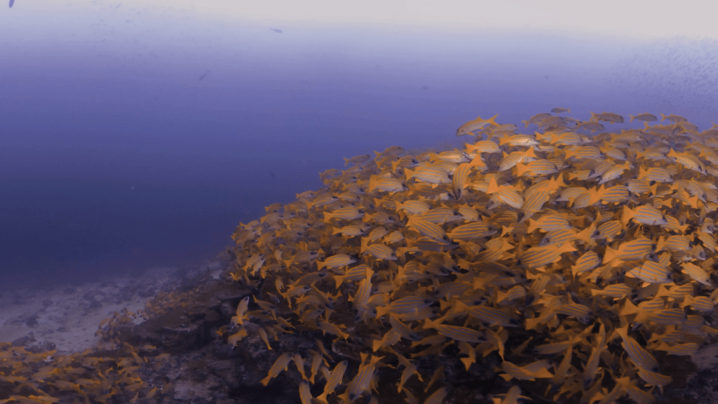 Snapper Swarm on Table Coral