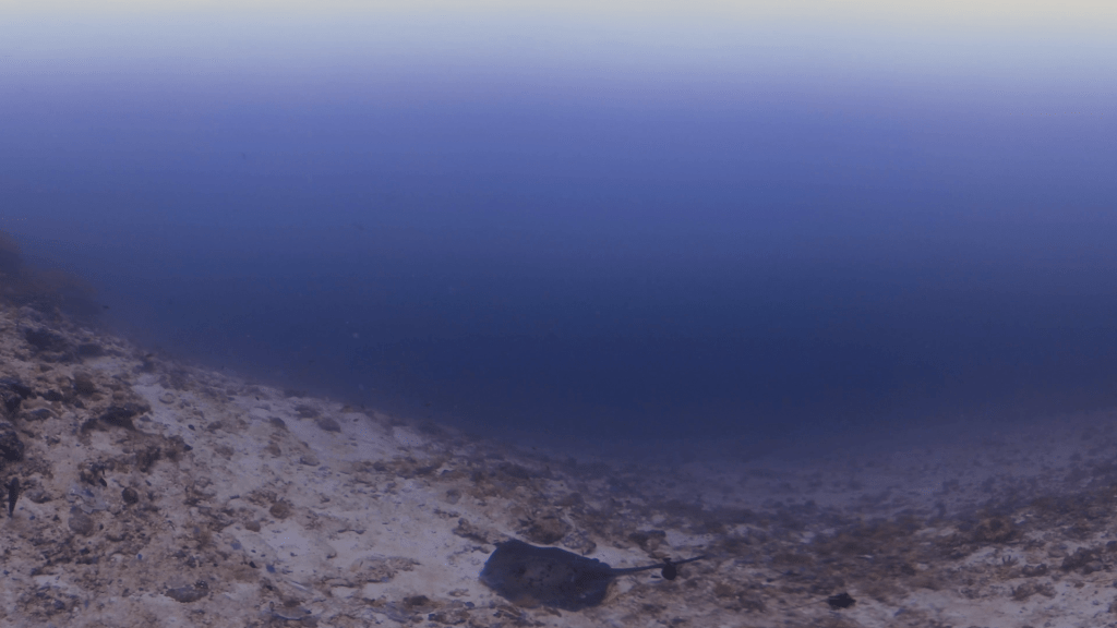 Resting Marble Ray on Seafloor
