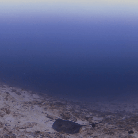 Resting Marble Ray on Seafloor