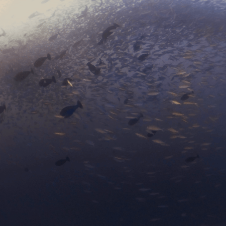 Baitball Frenzy: Underwater Swirl