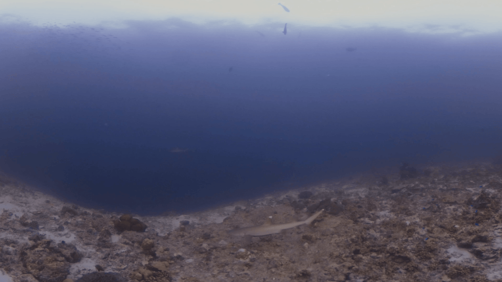 White Tip Reef Sharks at Rest