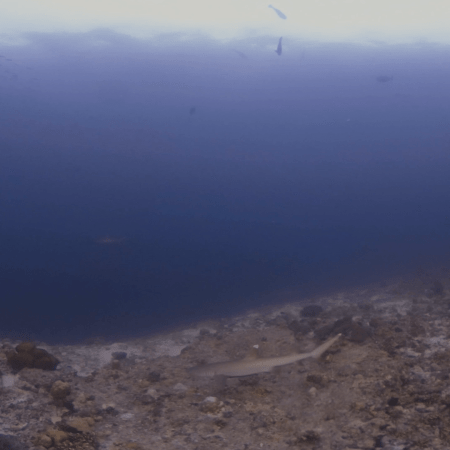 White Tip Reef Sharks at Rest