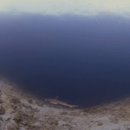 Whitetip Reef Shark's Domain