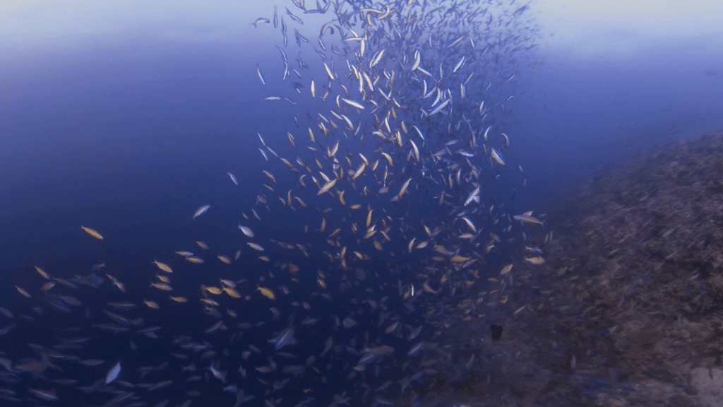 Baitball Dance on the Reef