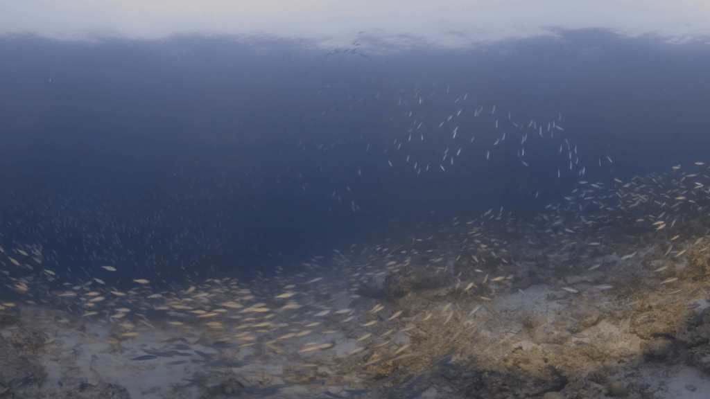 Reef at Twilight: Shifting Fish Dance