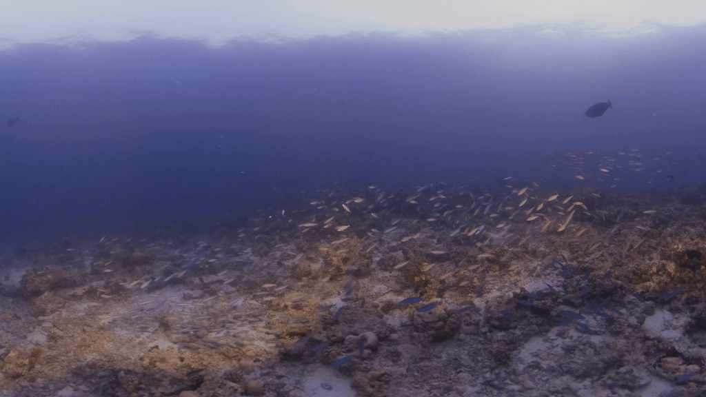 Twilight Reef Swarm