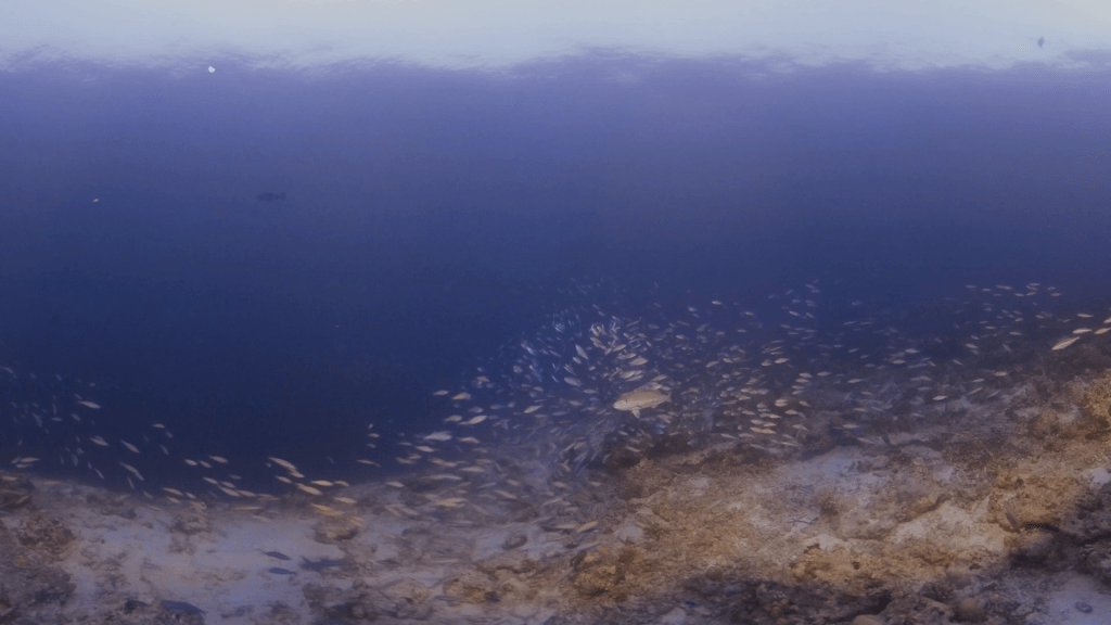 Juvenile Trevally at Dusk