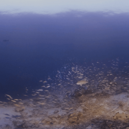 Juvenile Trevally at Dusk