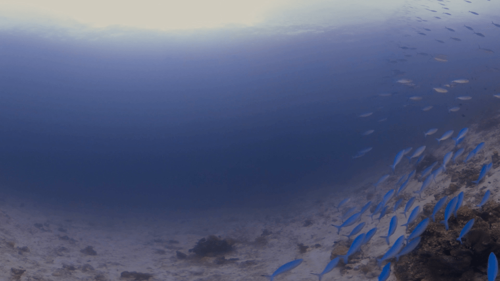 Fusilier Frenzy: Reef Ridge Life